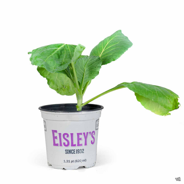 'Flat Dutch' Cabbage Quart Eisley's