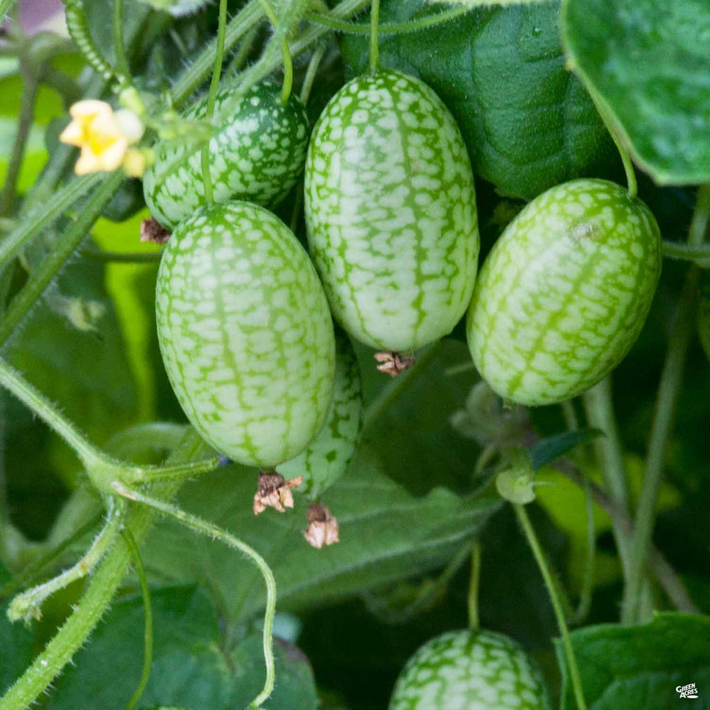 All About the Cucamelon - City Cast Houston