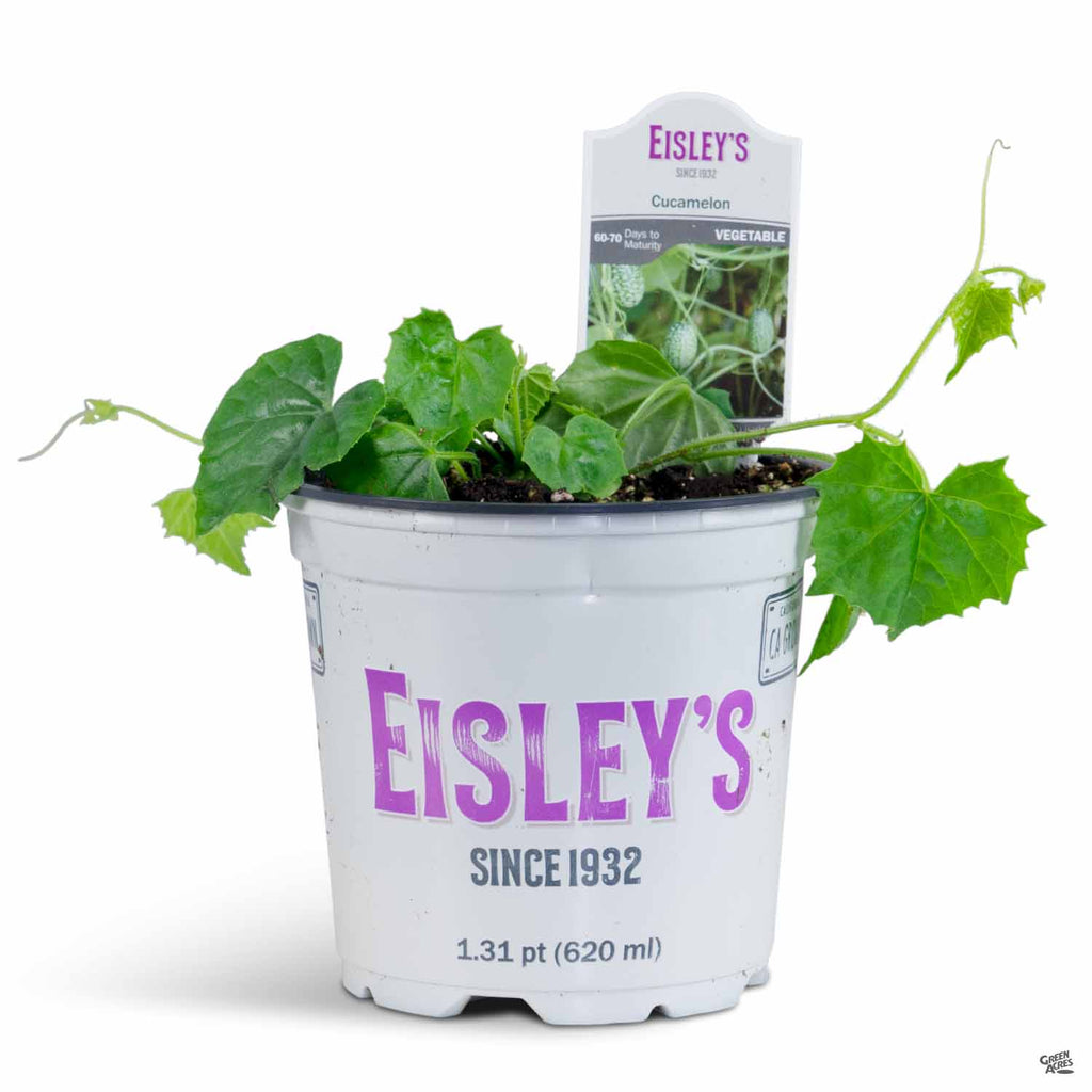 cucamelon plant in pot Cucamelon — Green Acres Nursery & Supply