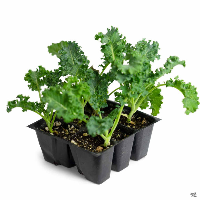 'Blue Knight' Kale 6 pack