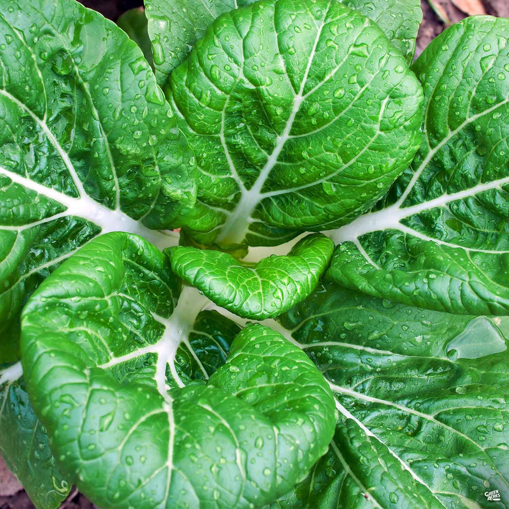 Bok/Pak Choi — Green Acres Nursery & Supply