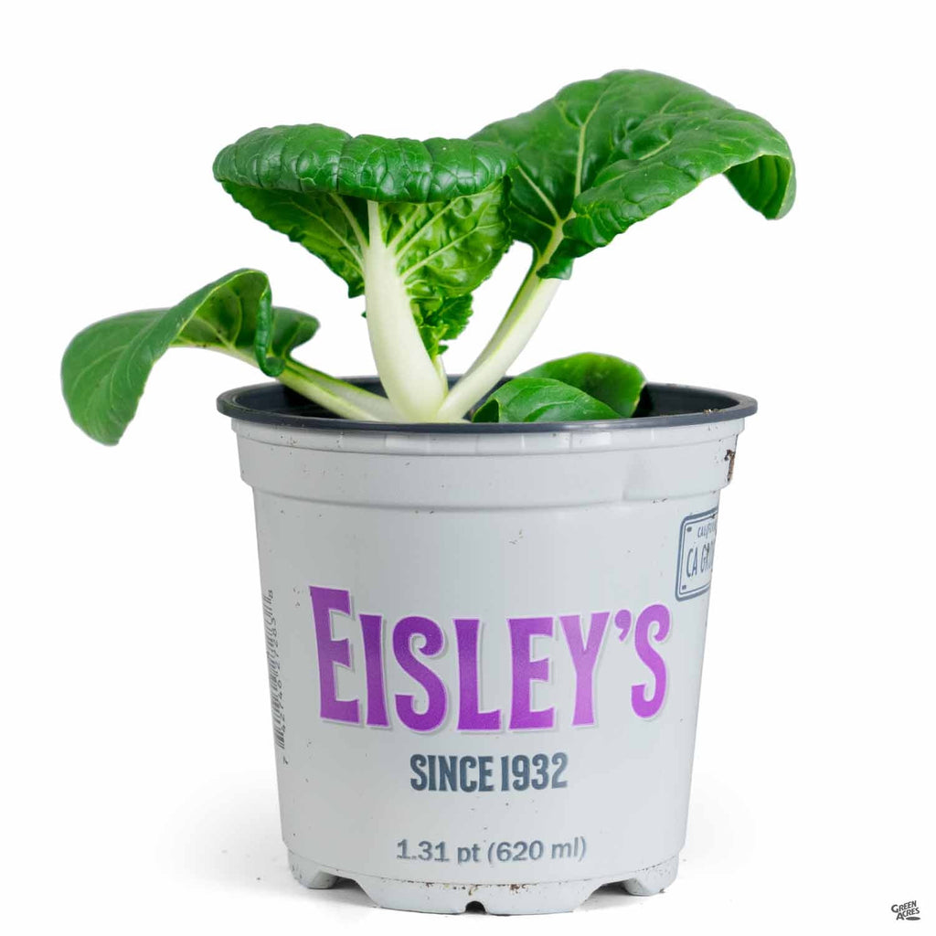 Bok/Pak Choi — Green Acres Nursery & Supply