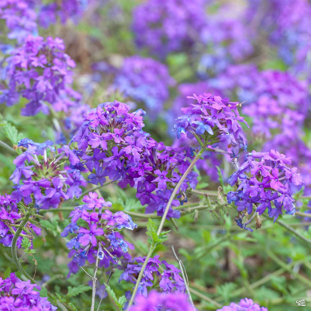 Verbena Purple Homestead for Sale