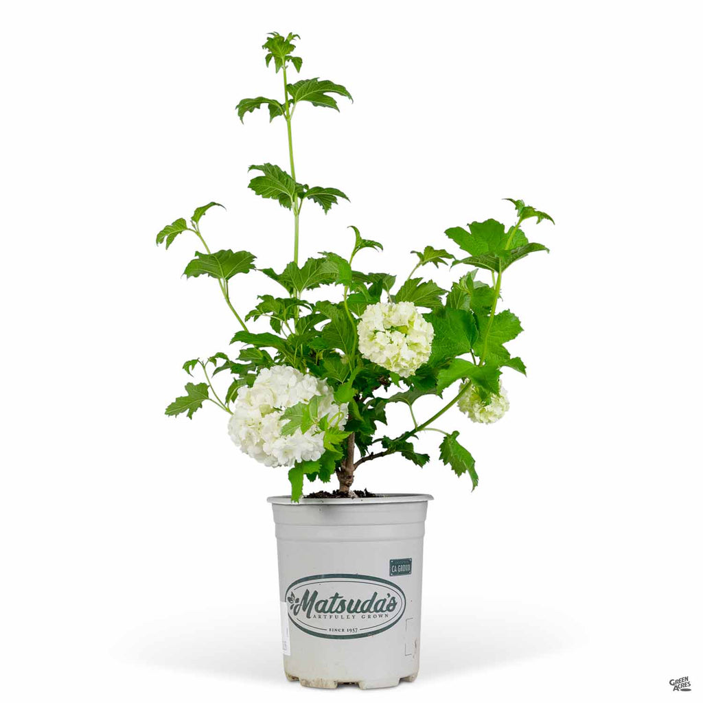 can you plant a snowball bush in a pot Common Snowball — Green Acres Nursery & Supply