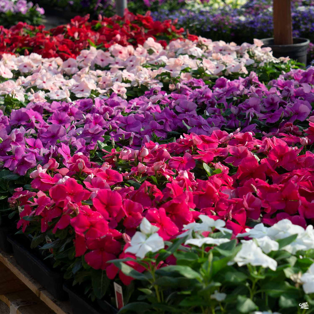 hanging vinca vine plants Annual Vinca — Green Acres Nursery & Supply
