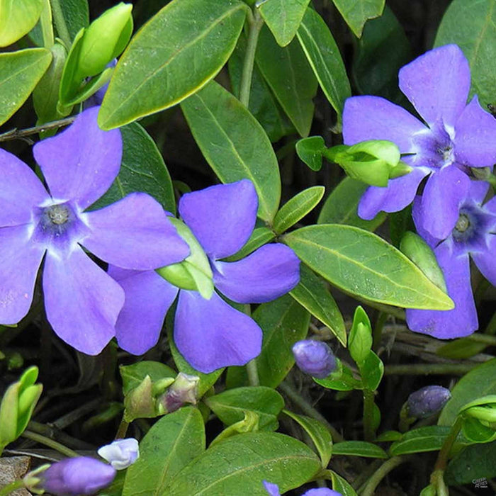Vinca minor with multiple purple blooms