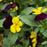 Viola Penny Red Wing, Yellow, Purple