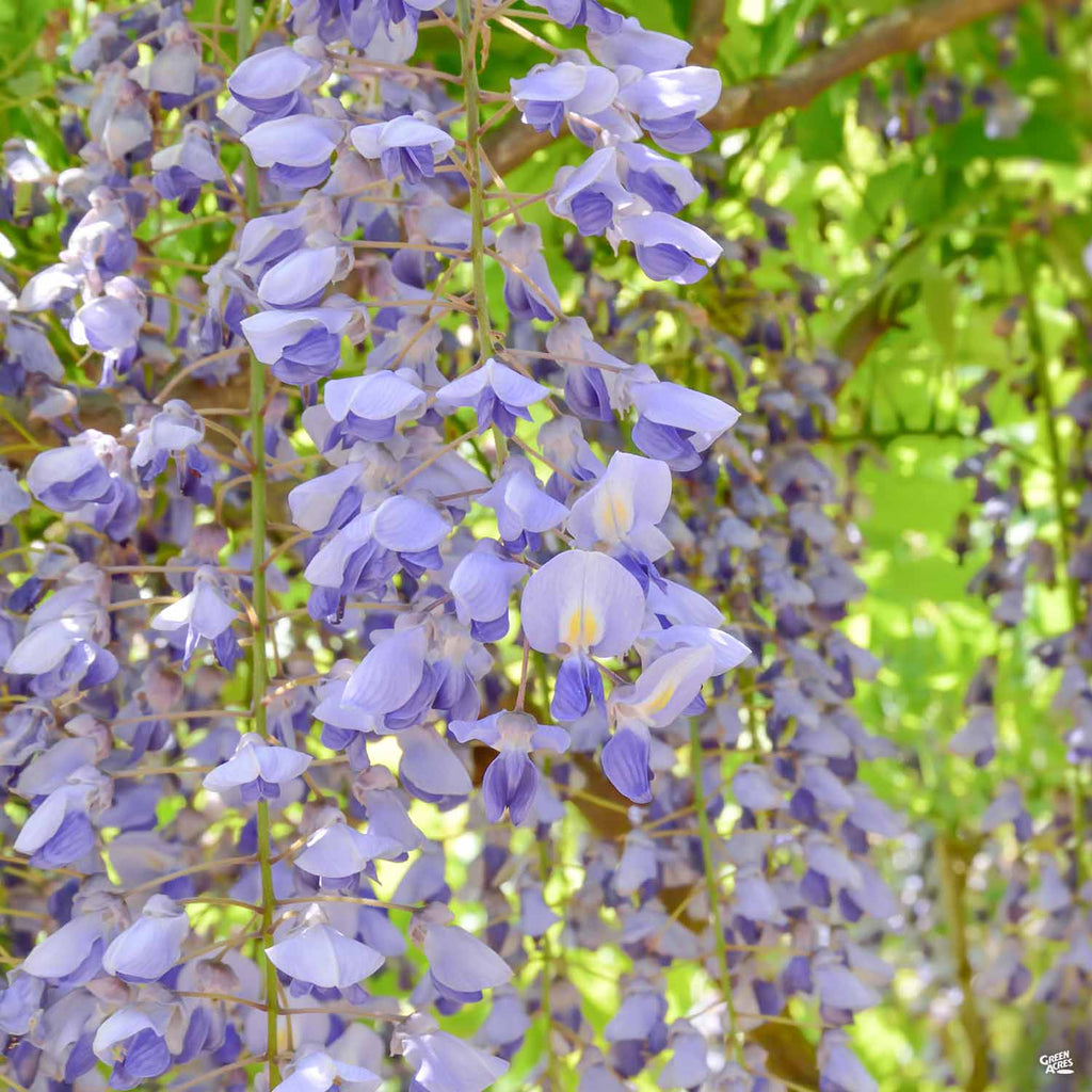 Wisteria Staked — Green Acres Nursery & Supply