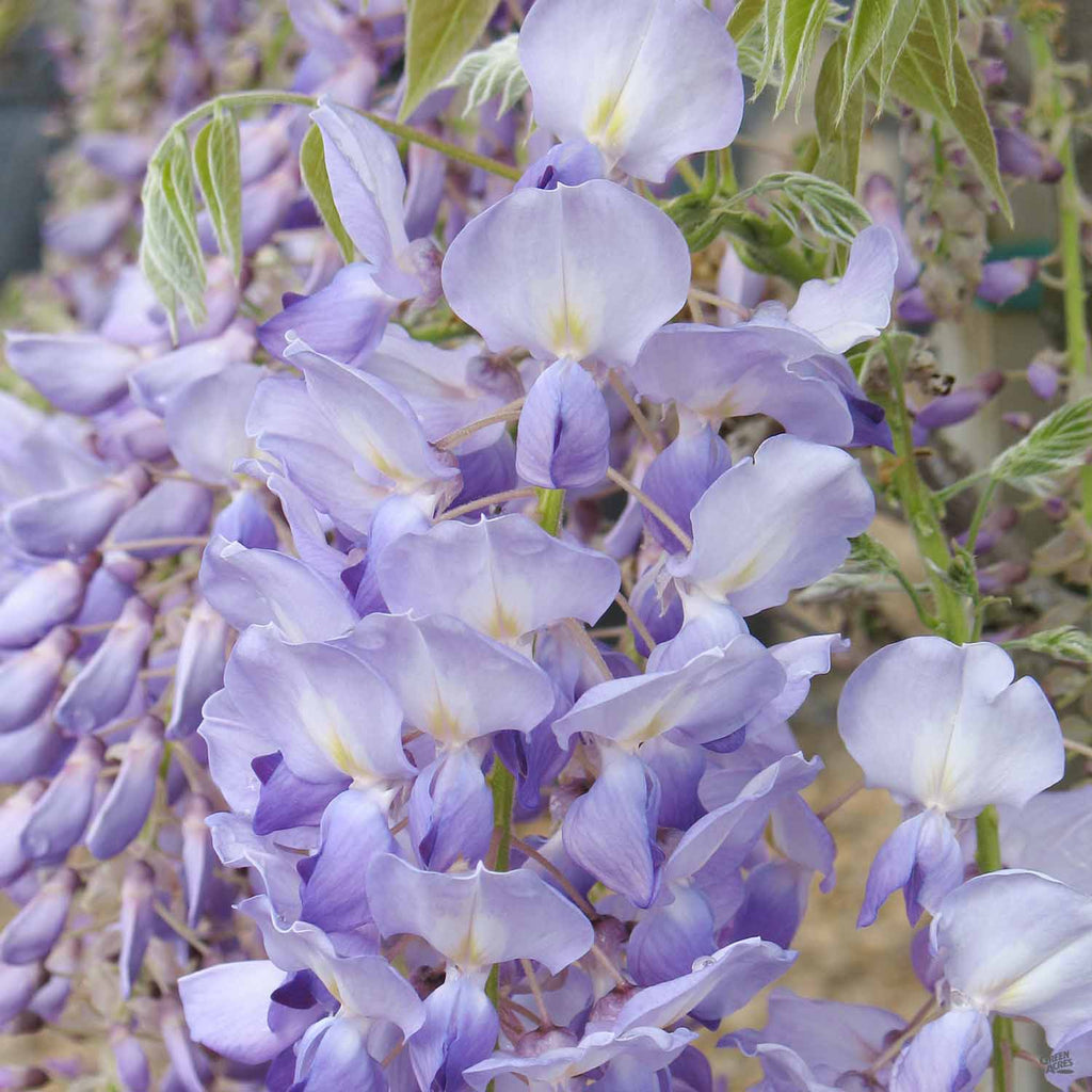 Cooke's Purple (Wisteria sinensis 'Cooke's Purple') - Rail City Garden  Center