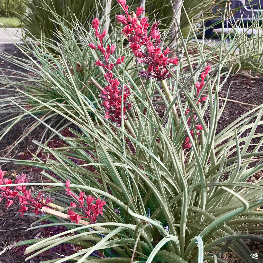 yucca cane light Brakelights® Red Yucca — Green Acres Nursery & Supply