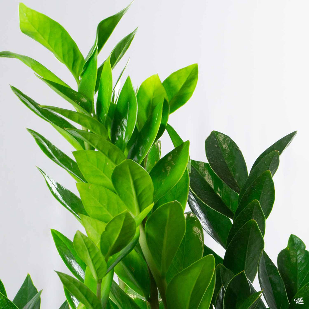 zz plant air purifier ZZ Plant — Green Acres Nursery & Supply