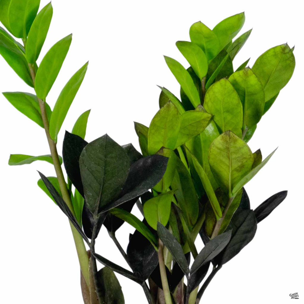 midnight zz plant ZZ Plant 'Oscura' — Green Acres Nursery & Supply