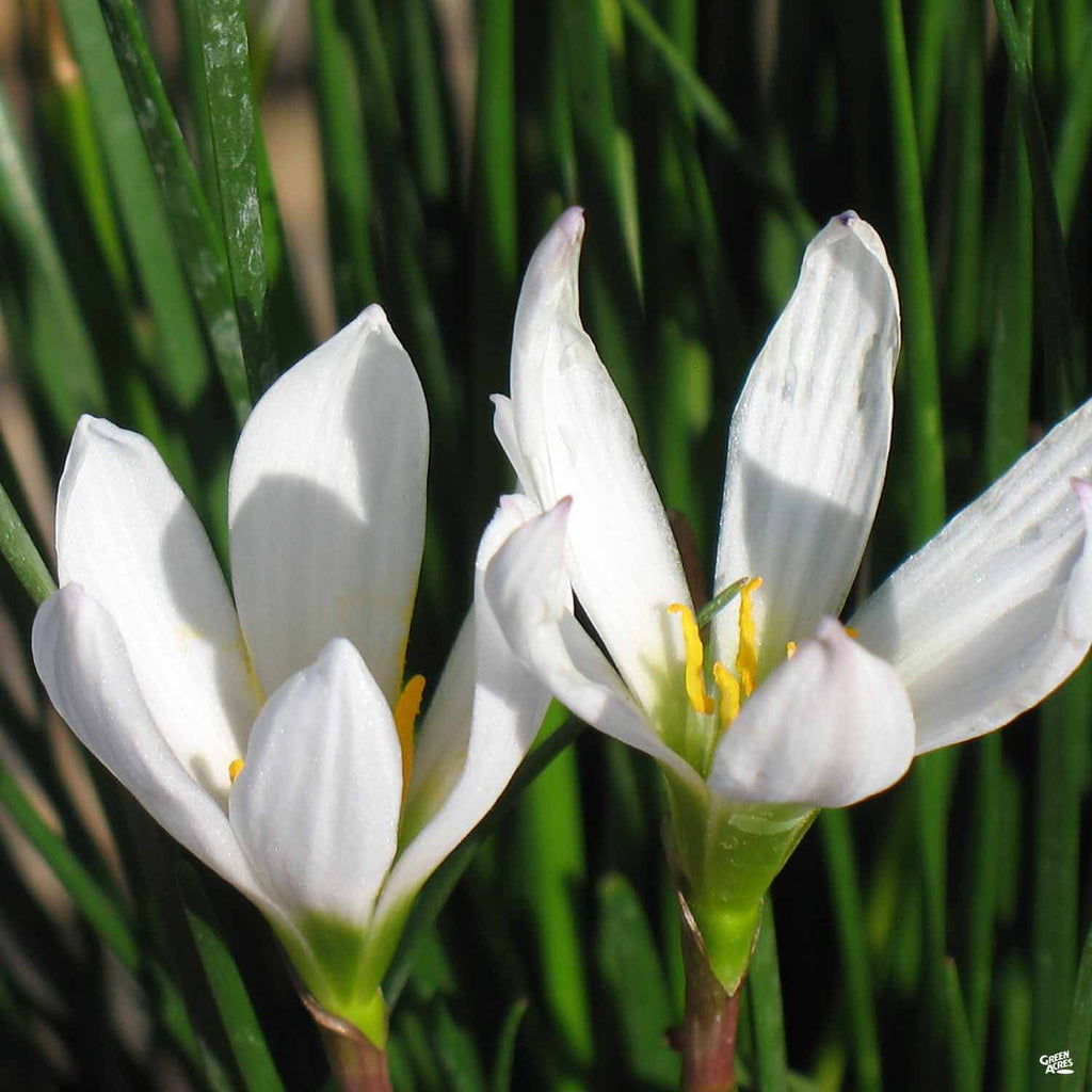 white rain lily plant Rain Lily — Green Acres Nursery & Supply