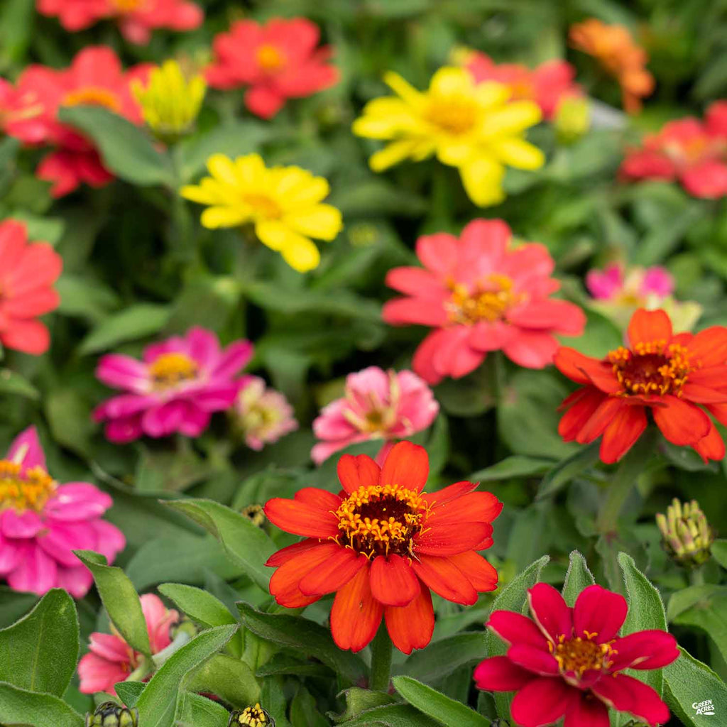 ジョアン アイザック(Joanne Izaac)「Zinnias」 Zinnia — Green Acres Nursery & Supply