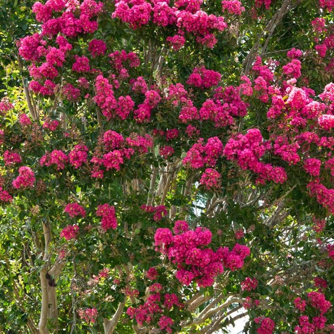 Crape Myrtle Tree in Full Bloom