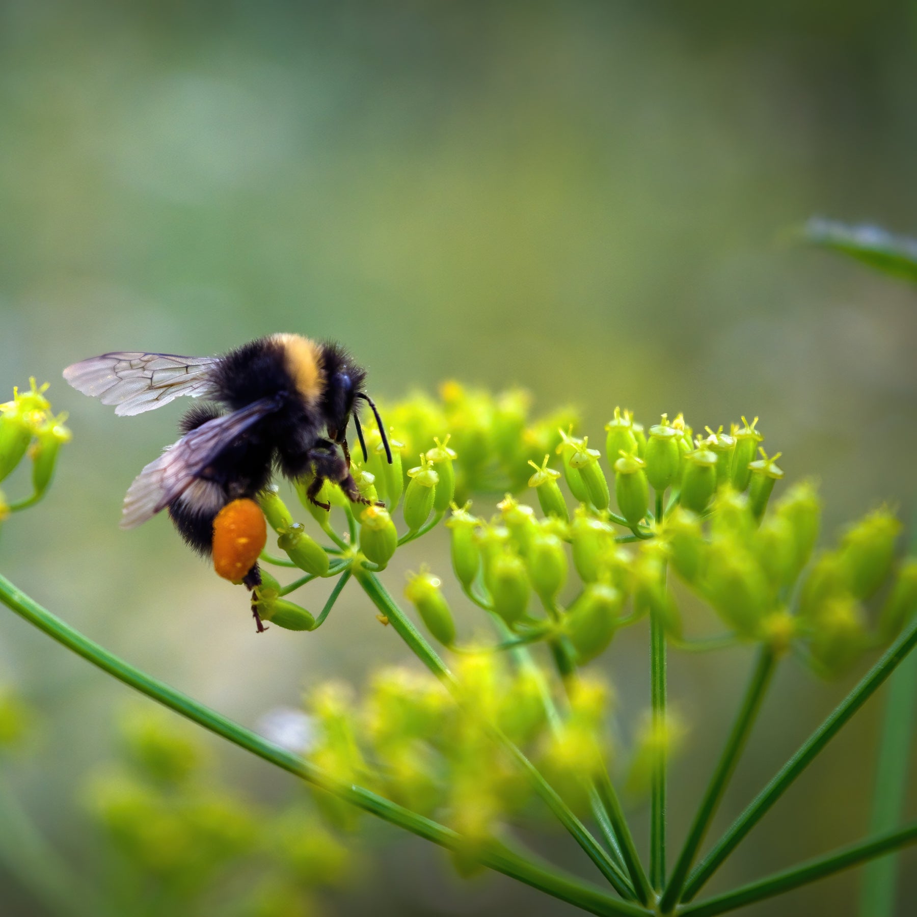 Bumble Bee on Dill Flower