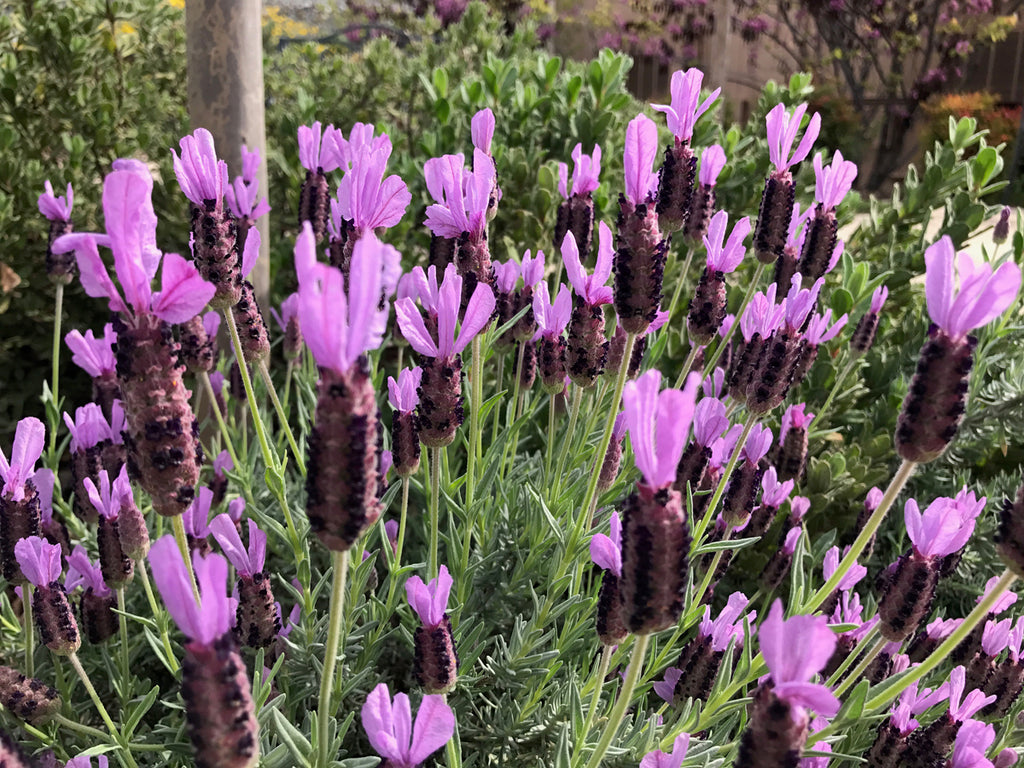 About Lavender: Pruning and Culinary Tips — Green Acres Nursery & Supply