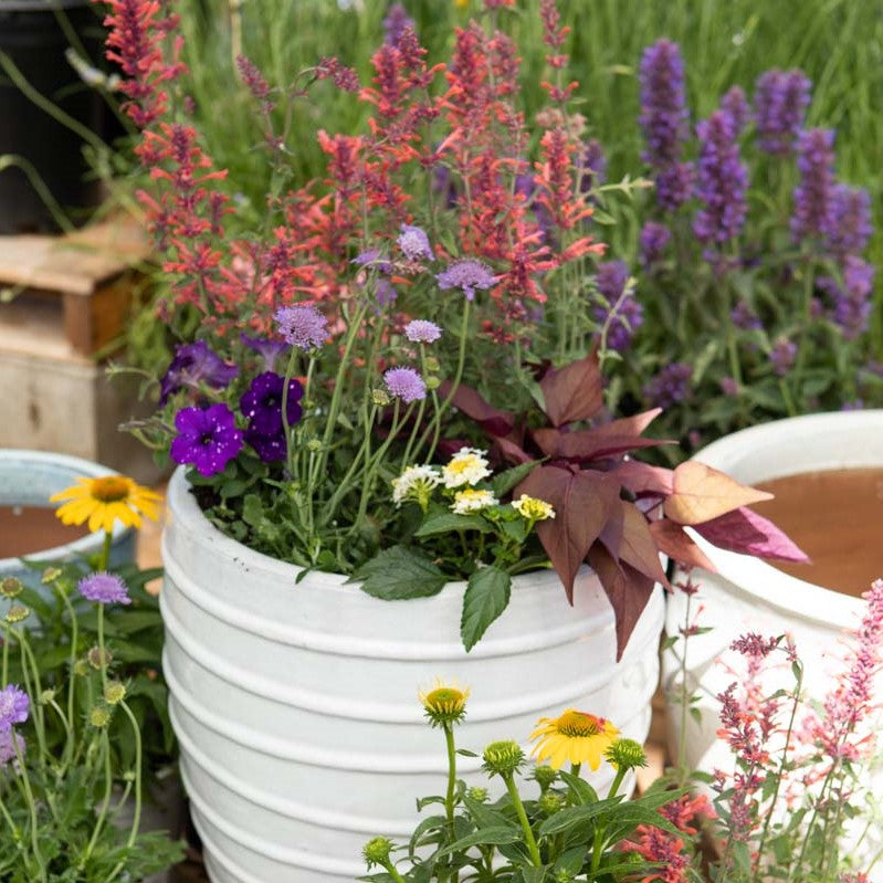 Pollinator friendly plant combination in a container