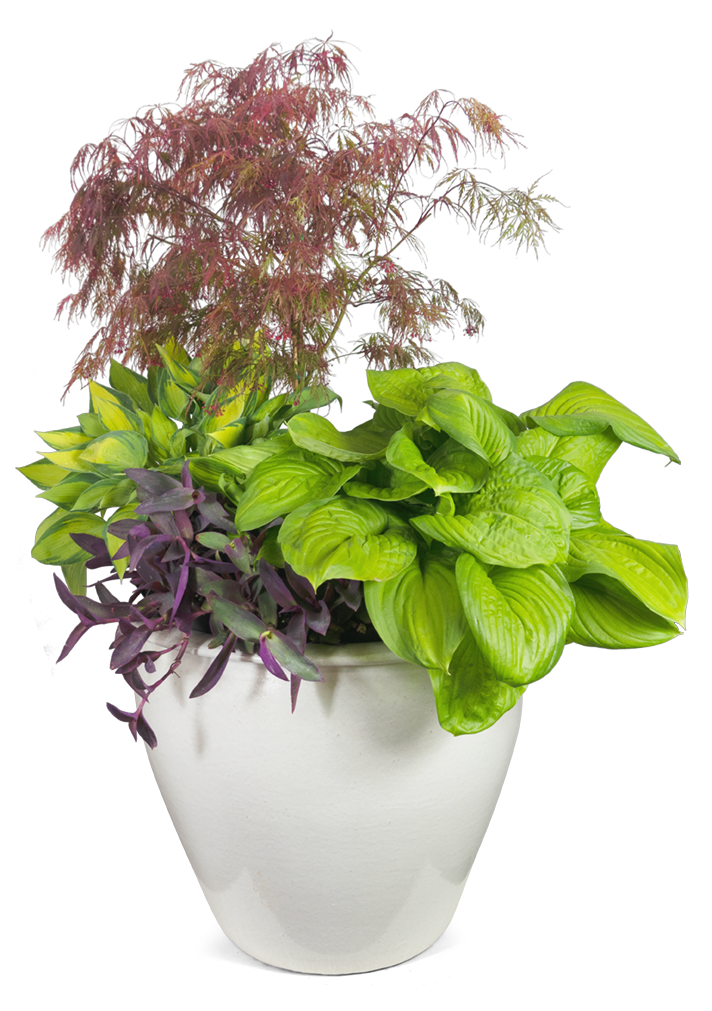 6 Summer Container Recipes — Green Acres Nursery & Supply
