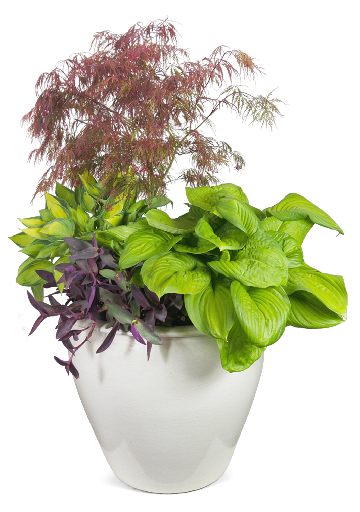 Japanese Maple, Hostas, and Purple Hearts in a pot