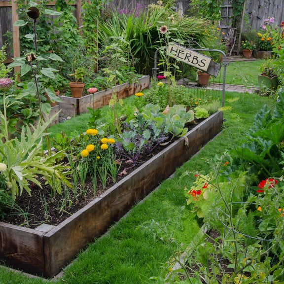 Raised bed veggie garden