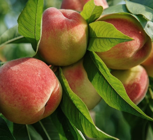 Peach tree with ripe fruit