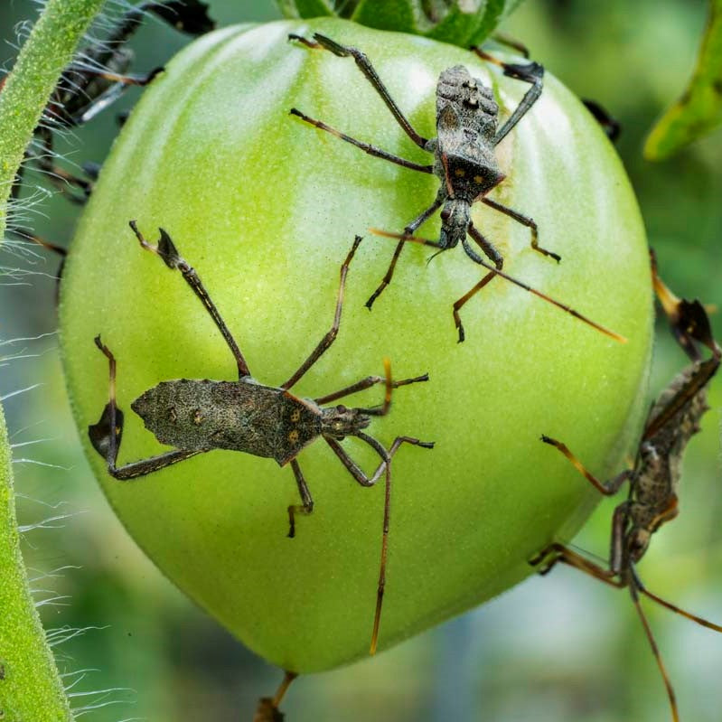 leaffooted bug on tomato