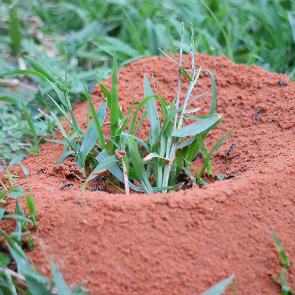 Fire Ant Mound in Lawn