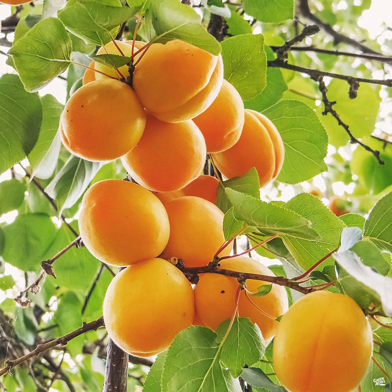 Ripe apricots on tree