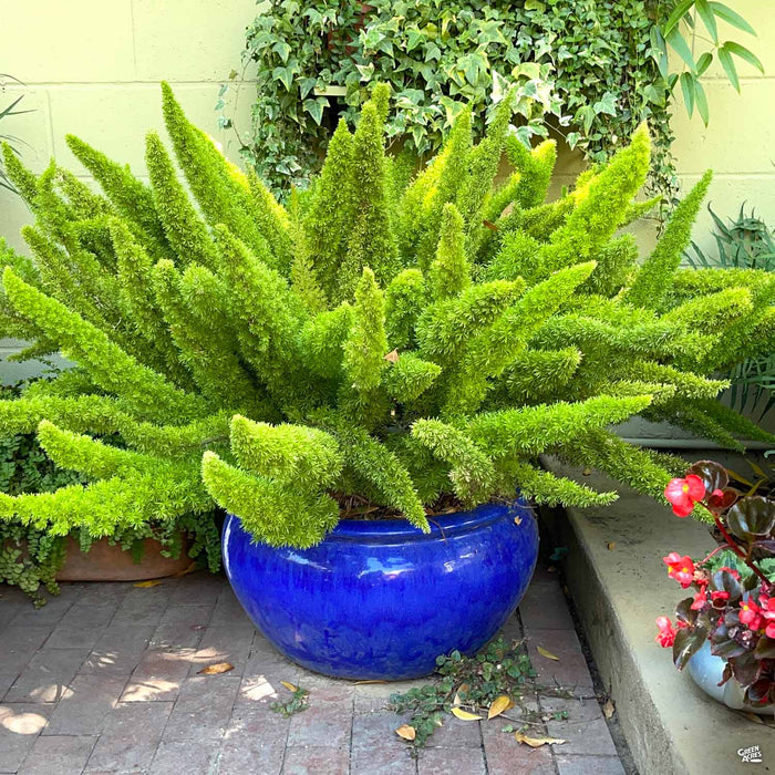 Asparagus Foxtail Fern