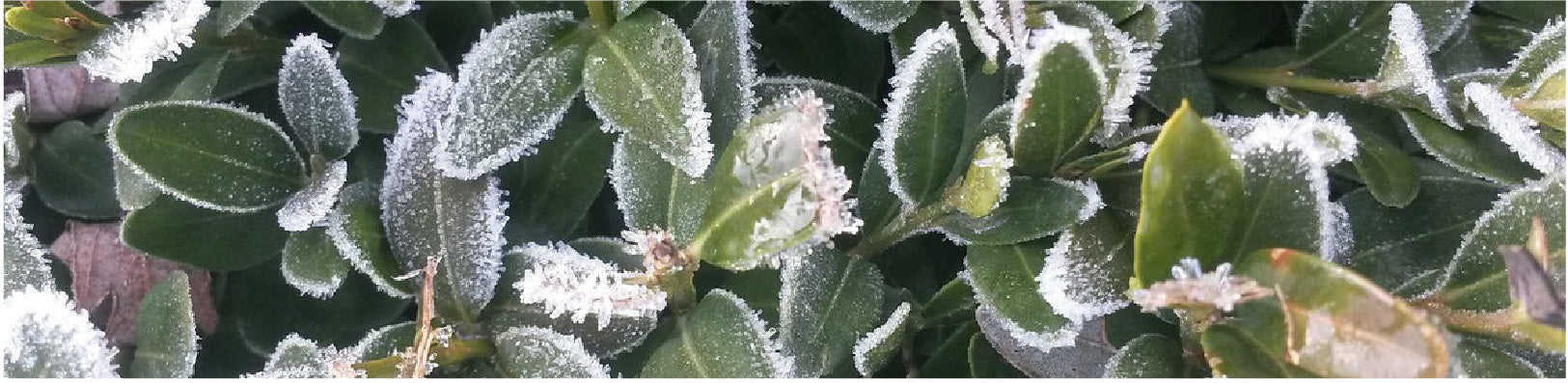 Frost Covered Plants