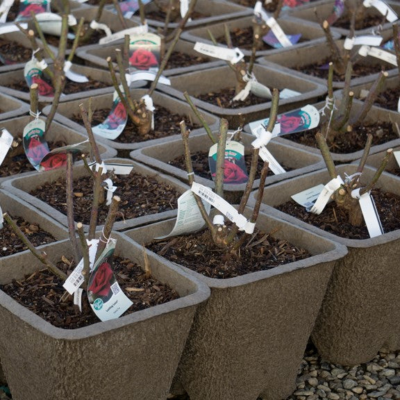 Bareroot roses in fiber pots VISIBILITY::TX