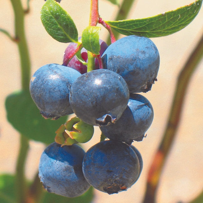 'Southmoon' Blueberries