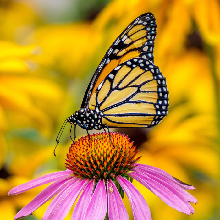 Butterfly on coneflower