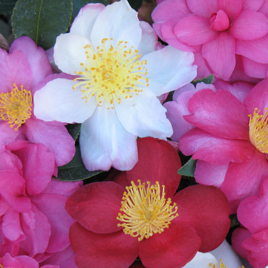 Camellia Blooms