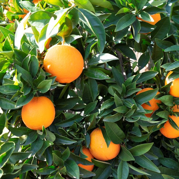 Orange Tree 'Cara Cara'