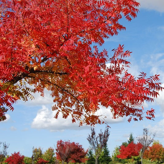 Chinese Pistache Tree in Fall Color