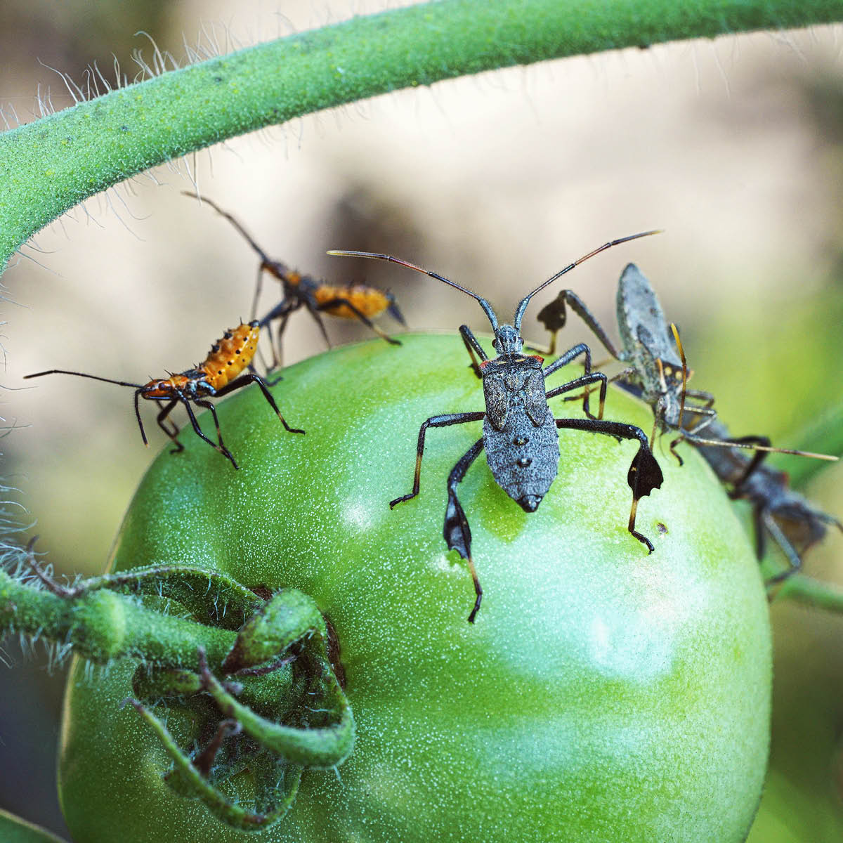 Leaffooted Bug on Tomato Plant