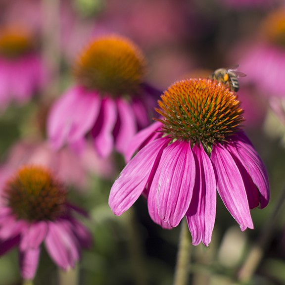 Purple coneflower with bee