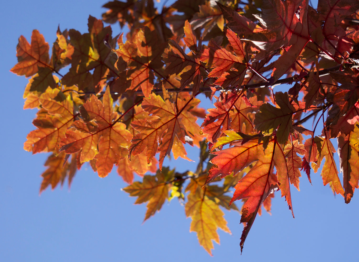 Maple Tree