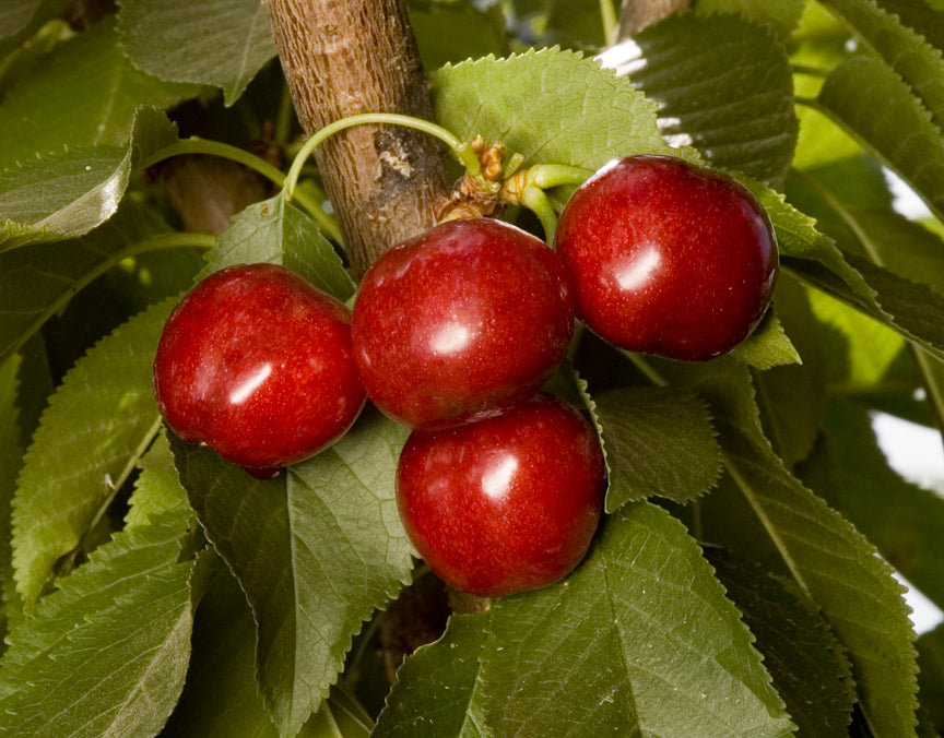 Cherries ripening on the tree