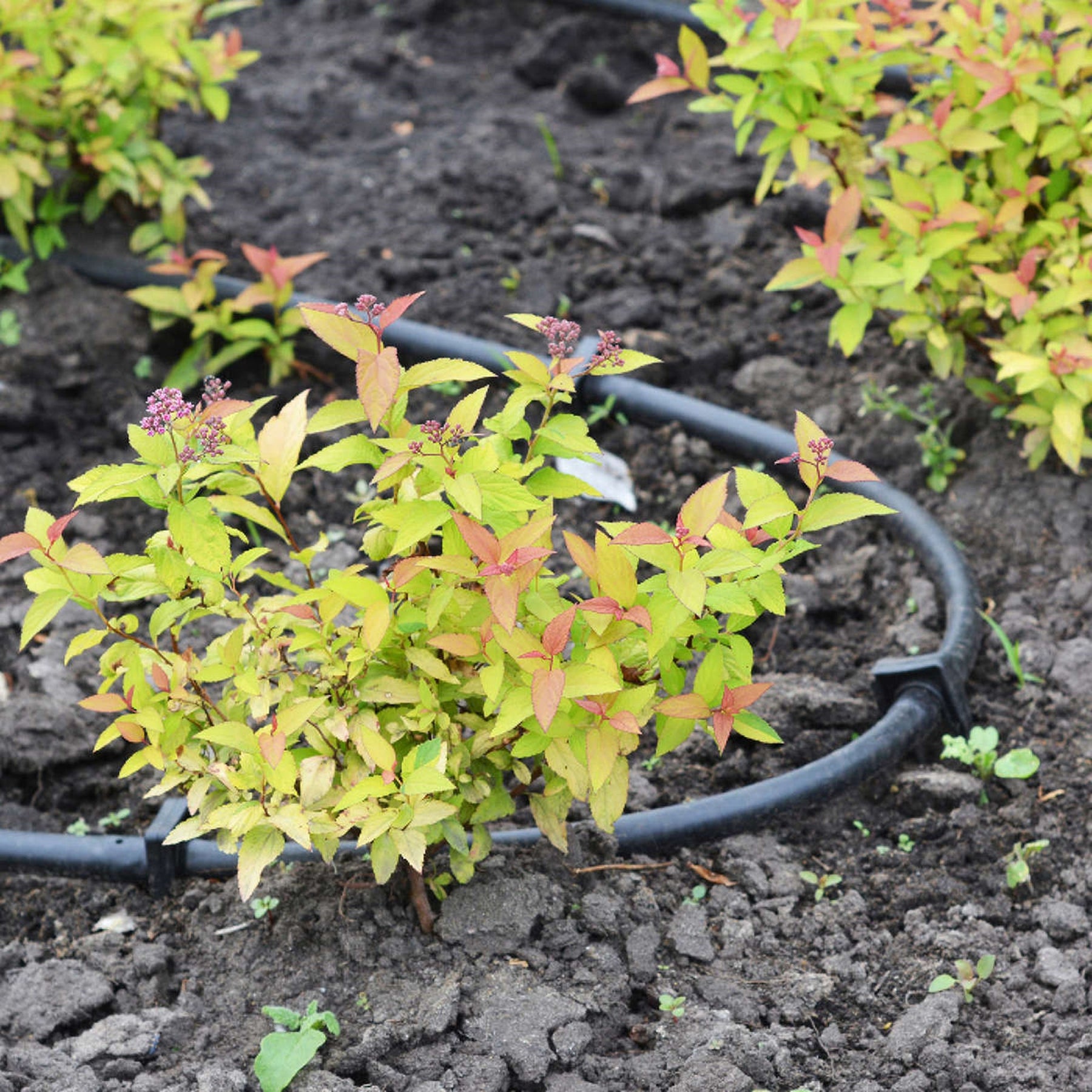 Drip irrigation on spirea shrub