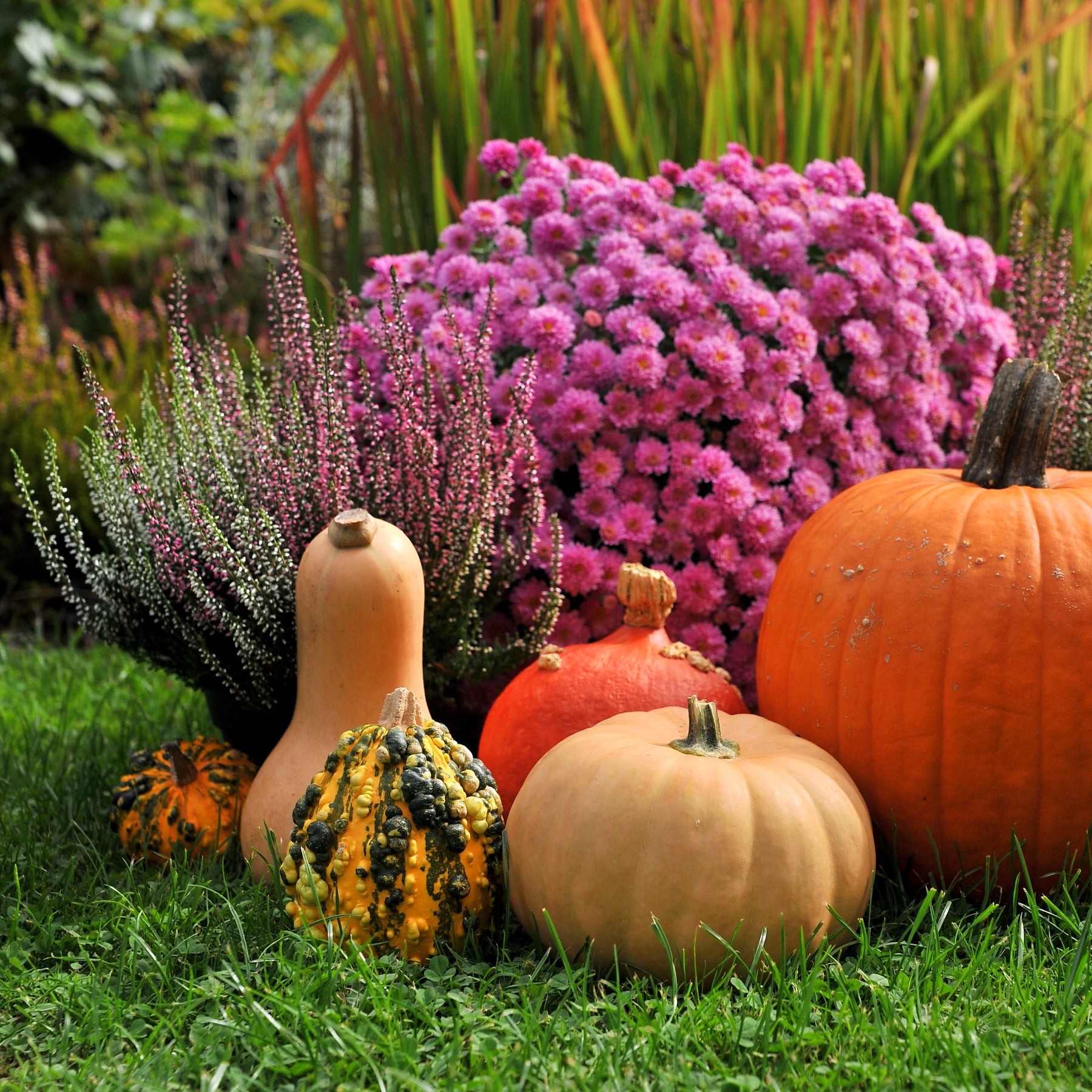 Fall Garden with Mums, Pumpkins and Lawn