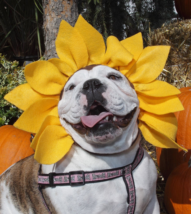 Bulldog with Sunflower Hat
