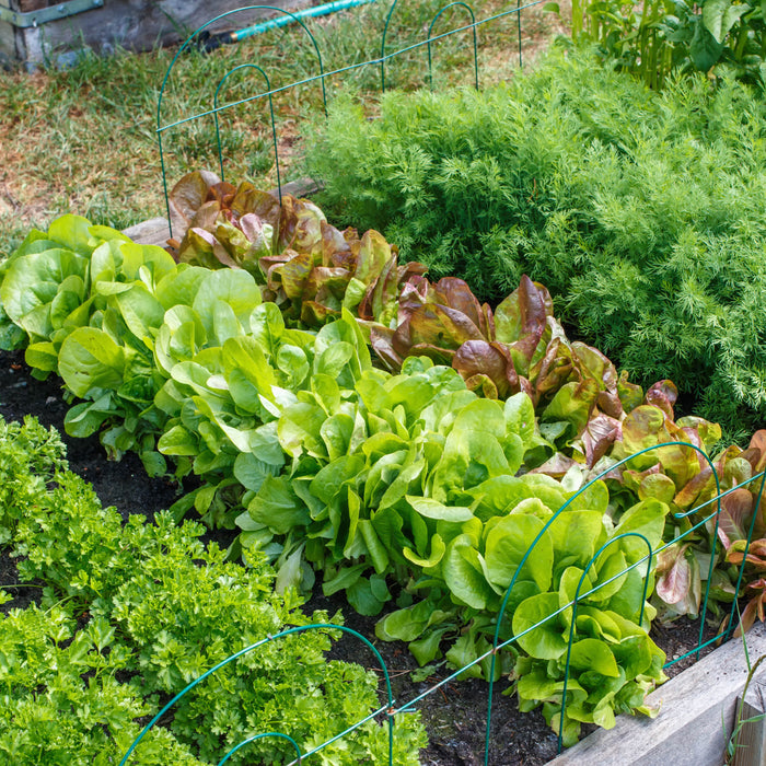 Fall Vegetable Garden