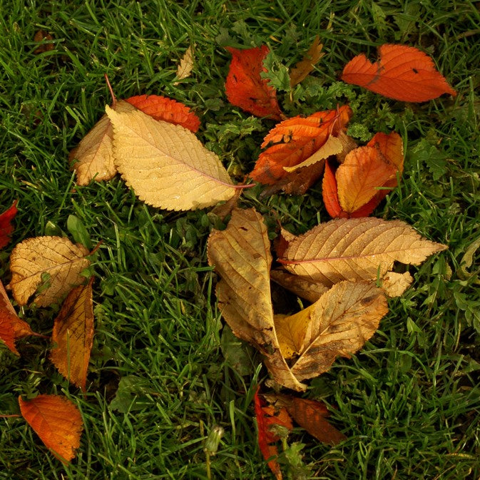Fallen leaves on a lawn