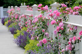 pink roses on white fence