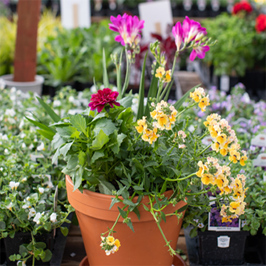 Color Bowls for the Warm Season — Green Acres Nursery & Supply