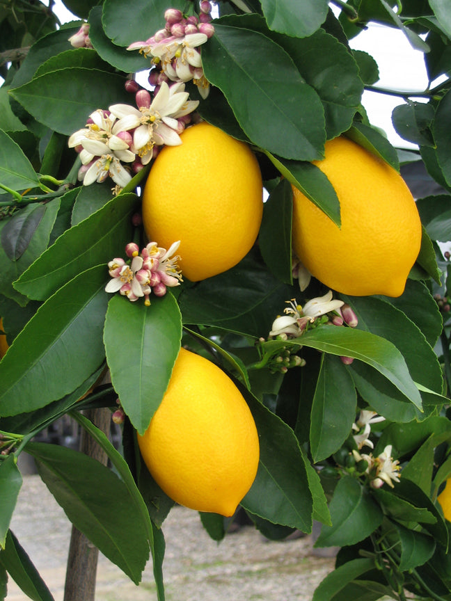 Lemons ripe on a tree