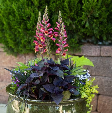 Colorful potted plant combination